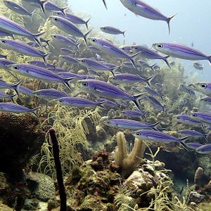 School of boga