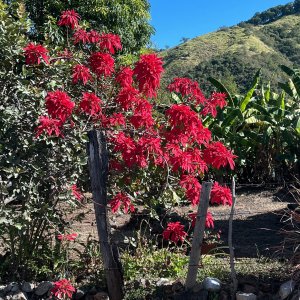 Wild poinsettia