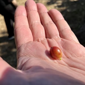 Coffee bean