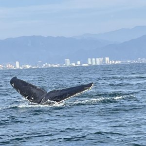 Whale watching