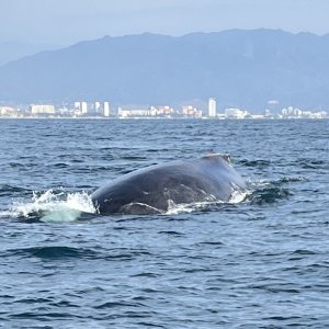 Whale watching