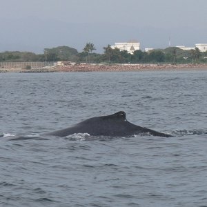 Whale watching