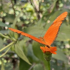 Butterfly sanctuary