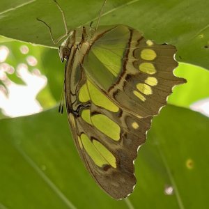 Butterfly sanctuary