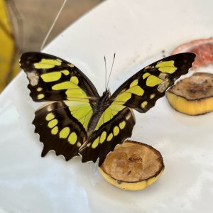Butterfly sanctuary