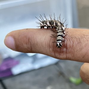 Butterfly sanctuary