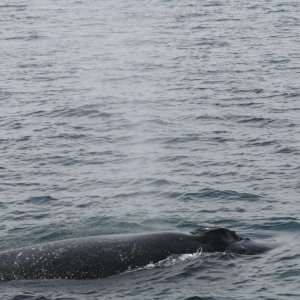 Whale watching