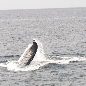 Whale watching