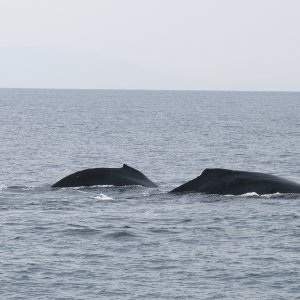 Whale watching