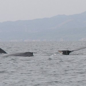 Whale watching