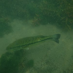 Dive 06 - Big Bass.JPG