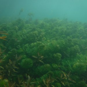 Dive 07 - Comal Grass.JPG