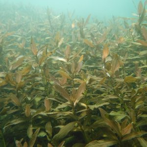 Dive 08 - Comal Grass.JPG