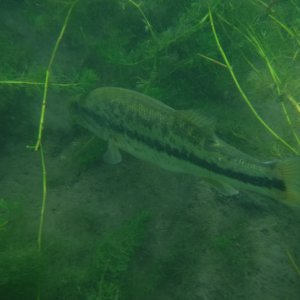 Dive 14 - Big Bass.JPG