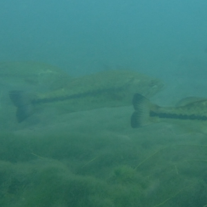 Dive 15 - Bass Trio.png