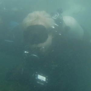 Dive 17 - ReefHound & watermonkee.png