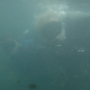Dive 18 - ReefHound & watermonkee.png