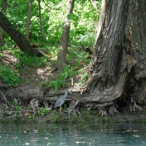 Dive 19 - Yellow Crowned Night Heron.JPG