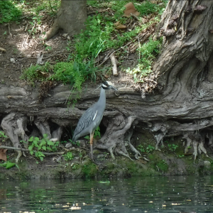 Dive 20 - Yellow Crowned Night Heron hunts for lunch.png