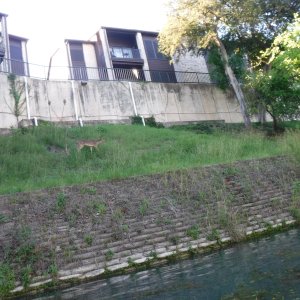 Float 29 - Oh Deer Me.JPG