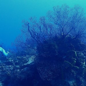 Big healthy sea fans