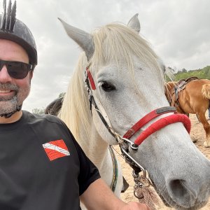 Why the long face?