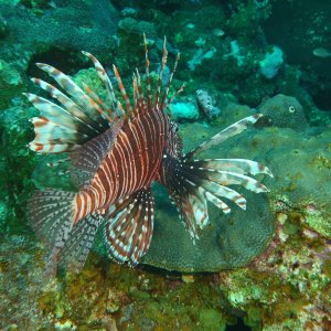 Lining up my shot on a lionfish