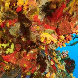 Arrow Crab on colorful coral attached to rig leg