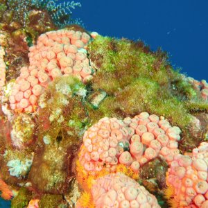Blenny poking its head up in coral on the rig leg