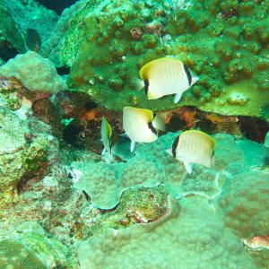 A school of butterfly fish on East Bank #3
