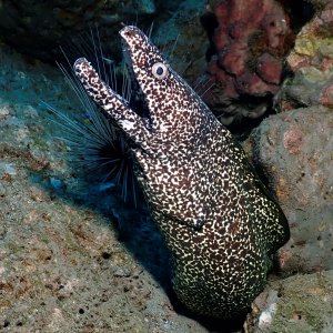 Dat's a moray