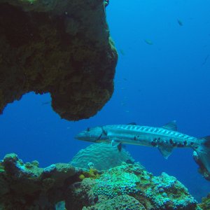 Barracuda at cleaning station.JPG