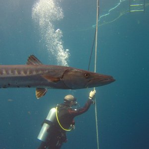 Barracudas under the Fling.JPG