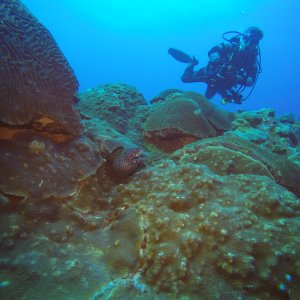 Cajun Diver above Moray.JPG