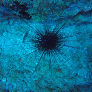 Urchin.JPG