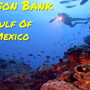 Diving Stetson Bank (Dive 2 of 3)