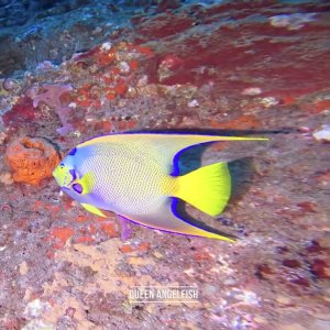 Stetson Bank Marine Sanctuary Highlights