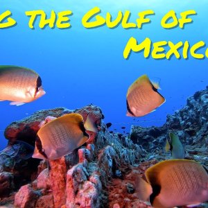 Stetson Bank with a stingray and Scorpionfish!
