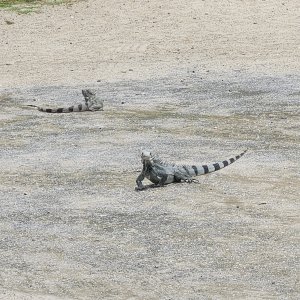 Iguanas