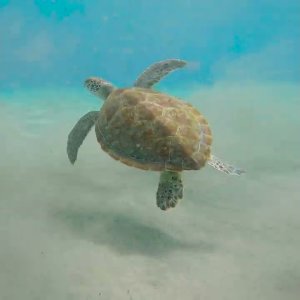 Turtles in Curaçao