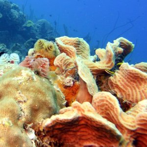 Christmas tree worms