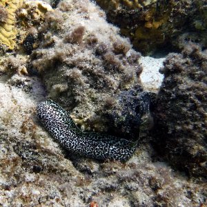 Spotted moray at Boca Sami