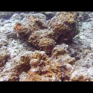 Reef fishies at Boca Sami