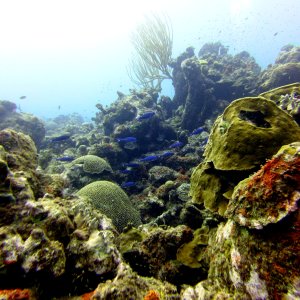 Blue chromis at Playa Jeremi