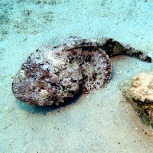 Frogfish(?) at Playa Lagun