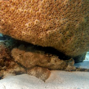 Stonefish at Kokomo