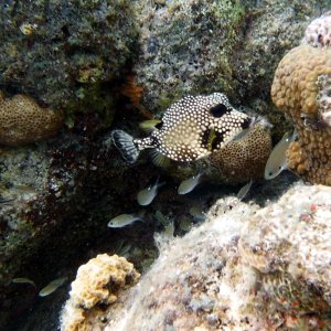 Boxfish at Kokomo
