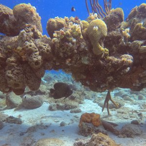 9 - Chain at clump weight.JPG