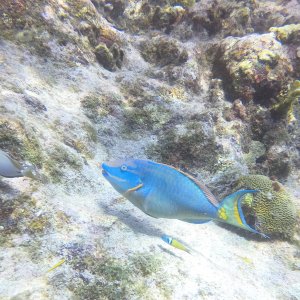 15 - Parrot fish at Lagun.JPG