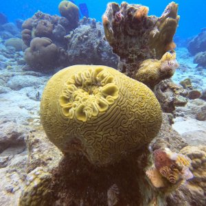 18 - Brain coral at Kokomo.JPG